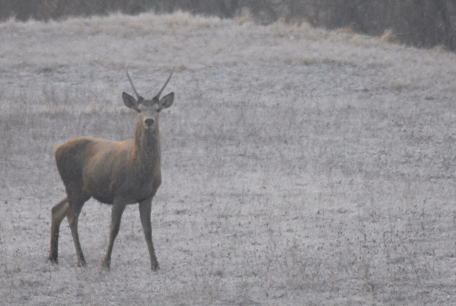 PASSIONE PER IL CERVO